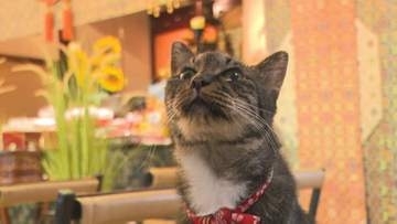 感謝と別れを告げる“ねんねん猫供養祭”「老衰で…ありがとうの思いでいっぱいです」猫寺・雲林寺で　山口・萩