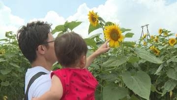地域を代表する夏の風景　ヒマワリ33万本が見頃　段々畑を整備し28年前から栽培　山口・萩
