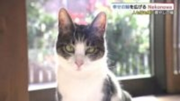 多くの人と猫を幸せに「Ｎｅｋｏｎｏｗａ」保護猫カフェ＋障害者の就業支援　元市職員の挑戦