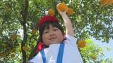 「園児が夏みかん収穫　山口・萩」の画像1