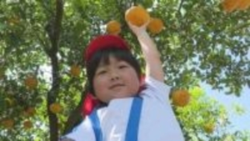 園児が夏みかん収穫　山口・萩