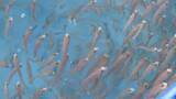 「漁獲量が極端に少ない「幻の高級魚」　シロアマダイの生態調査　印つけ稚魚放流　山口・長門」の画像1