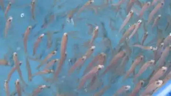 漁獲量が極端に少ない「幻の高級魚」　シロアマダイの生態調査　印つけ稚魚放流　山口・長門