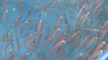 漁獲量が極端に少ない「幻の高級魚」　シロアマダイの生態調査　印つけ稚魚放流　山口・長門