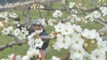 山間部の果樹園でナシの花咲く　摘花作業　山口