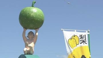 厳しい夏乗り越え甘み十分！山口特産「秋芳梨」の出荷開始　山口