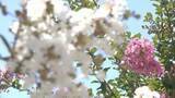 「サルスベリの花が見頃に「今が一番きれい」周防国分寺　山口・防府」の画像1