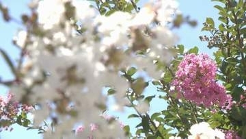 サルスベリの花が見頃に「今が一番きれい」周防国分寺　山口・防府