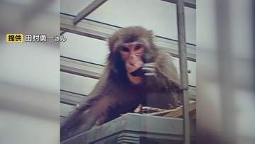 女性(60代)が後ろからズボンを引っ張られる　サルの目撃情報相次ぐ　山口・周南