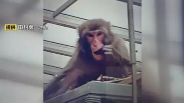 女性(60代)が後ろからズボンを引っ張られる　サルの目撃情報相次ぐ　山口・周南