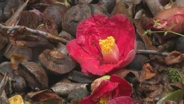 潔い散り際 落ちツバキ　山口・萩