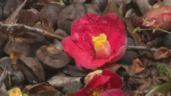 潔い散り際 落ちツバキ　山口・萩