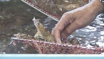 上関町の特産「上関車海老」養殖場で見学ツアー ご当地ヒーローも登場し魅力をPR 　山口