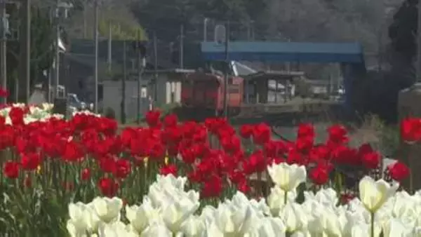 「“豪華寝台列車「瑞風」からも見てもらいたい”　国道と線路沿いにチューリップ１万３０００本　山口・萩」の画像