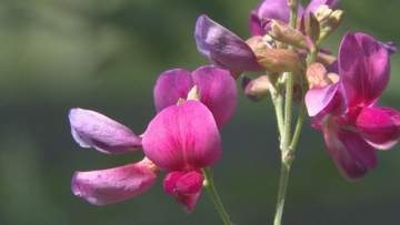 ハギの花が開花　万葉集で最も多く詠まれた秋の花　山口・萩