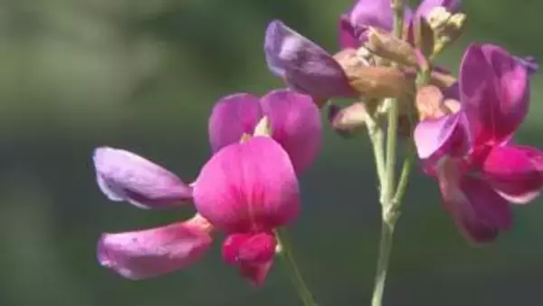 ハギの花が開花　万葉集で最も多く詠まれた秋の花　山口・萩