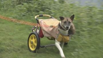 交通事故で背骨が折れた保護犬“アキちゃん”　特注の車いすで元気に駆け回る「散歩が大好き」命の危機に直面も…周りのサポートで“幸せ”に