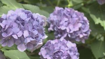 阿弥陀寺アジサイ満開「いろんな種類があっていい」「カメラの被写体として最高」　花言葉は“移り気”　山口・防府