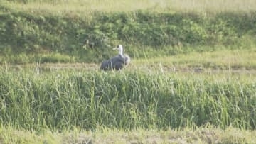 ６年ぶりに保護ヅル放鳥へ「また来年ほかのツルを連れて八代に来てくれたら」2021年に運ばれた3羽　山口