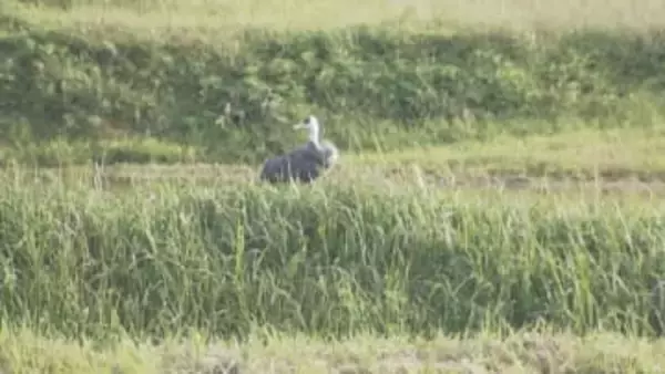 ６年ぶりに保護ヅル放鳥へ「また来年ほかのツルを連れて八代に来てくれたら」2021年に運ばれた3羽　山口