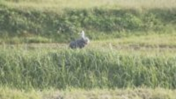 ６年ぶりに保護ヅル放鳥へ「また来年ほかのツルを連れて八代に来てくれたら」2021年に運ばれた3羽　山口