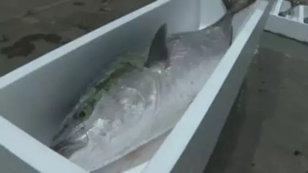 4日間で約4900万円！多い日はおよそ1700匹「極上寒ブリ」豊漁続く　山口県萩市