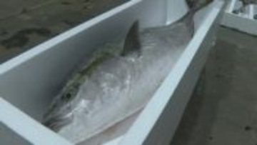 4日間で約4900万円！多い日はおよそ1700匹「極上寒ブリ」豊漁続く　山口県萩市