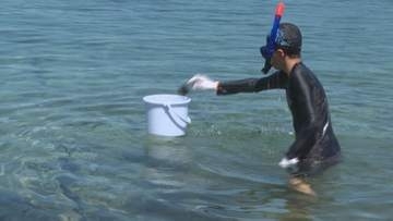 身のつまりや受精を観察　海の「やっかい者」ウニを子どもたちが調査！山口・阿武町