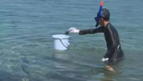 身のつまりや受精を観察　海の「やっかい者」ウニを子どもたちが調査！山口・阿武町