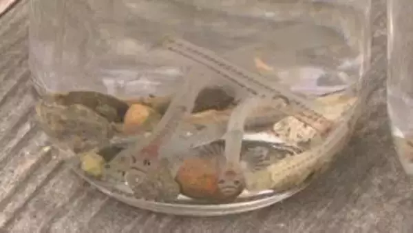 川底の石を取り卵を確認　松本川でシロウオの産卵状況調査　山口・萩