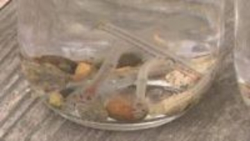 川底の石を取り卵を確認　松本川でシロウオの産卵状況調査　山口・萩