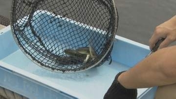 トラフグ稚魚3500匹の「歯切」作業！脱走防ぐ防ぐ職人技　山口・下松