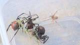 「「絶対に触らないで」　公園に特定外来生物の“毒グモ”セアカゴケグモ　市職員が駆除　山口・岩国」の画像1