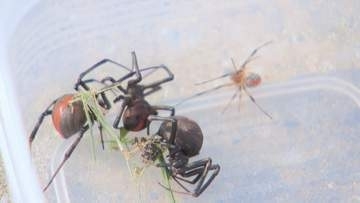 「絶対に触らないで」　公園に特定外来生物の“毒グモ”セアカゴケグモ　市職員が駆除　山口・岩国