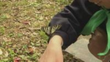 「春の女神」　ギフチョウを放つ　児童が卵から育てる　山口・周南