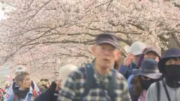 サクラ満開　春を感じて　幕末の志士の足跡たどる　9500人がエントリー　山口・下関