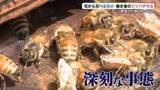 「ミツバチに危機！「夏の気温が高すぎる」農作物にも影響が…奮闘する養蜂場」の画像1
