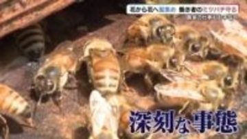 ミツバチに危機！「夏の気温が高すぎる」農作物にも影響が…奮闘する養蜂場