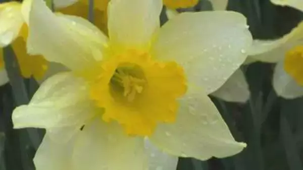 「地域住民が植え始め今では６万本　ラッパスイセン見ごろ　山口・萩」の画像