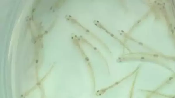 春の訪れを告げる伝統のシロウオ漁「去年以上はとりたい」高齢化に漁獲量の減少…地元では危機感も