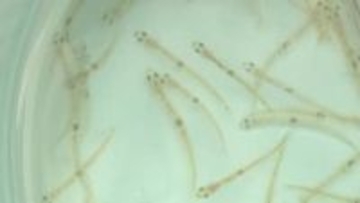 春の訪れを告げる伝統のシロウオ漁「去年以上はとりたい」高齢化に漁獲量の減少…地元では危機感も