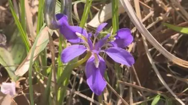青紫のかれんな花「エヒメアヤメ」が見頃　普段は入れない保護地域で一般公開　山口・防府