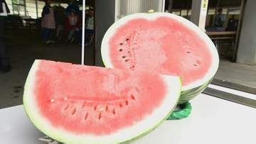 10キロにもなろうかという“萩相島スイカ”出荷始まる　1株から1玉だけを育て「甘みが強くみずみずしい」