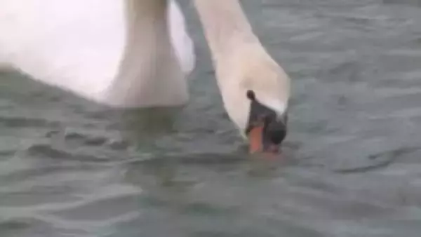 「冬の使者をそっと見守って」５年ぶりコブハクチョウ飛来　川で羽を休める　山口・萩