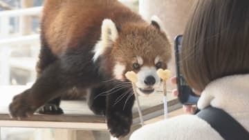 バレンタインデー前に　レッサーパンダに贈られた餌はハート型　山口・美祢