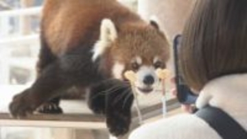 バレンタインデー前に　レッサーパンダに贈られた餌はハート型　山口県