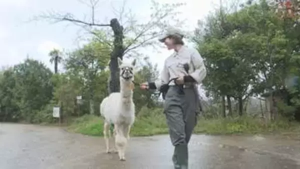 アルパカの健康を守る　クラウドファンディング活用　ときわ動物園　山口・宇部