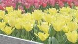「1万5000本のチューリップ見ごろ　山口・周南」の画像1