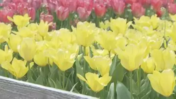 1万5000本のチューリップ見ごろ　山口・周南