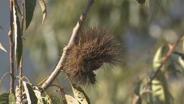 「全部食べられちゃって…」害獣被害を身をもって実感 高校生が地元の特産「岸根栗」を学ぶ　山口・岩国